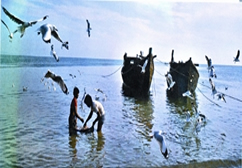 File:FisheriesSea3.jpg