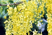 File:GardenFlowerIndianIaburnam.jpg