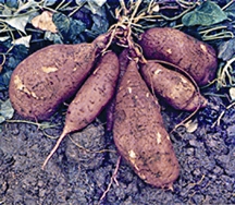 File:TuberCrop.jpg