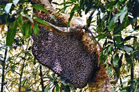 File:Beehive.jpg