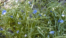 File:GrassPea.jpg