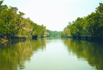 File:SundarbansForest.jpg