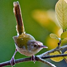 File:TailorbirdCommon.jpg