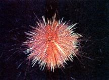 File:Seastar&SeaUrchin.jpg
