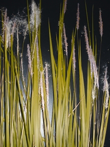 File:Sungrass.jpg