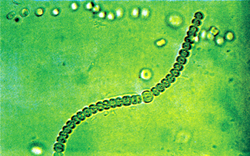 File:Bluegreenalgae.jpg
