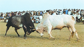 File:FolkGameBullFight.jpg