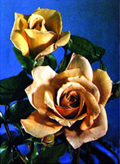 File:Rose 06.jpg