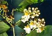 File:GardenFlowerHiptage.jpg