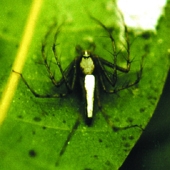 File:Spider09.jpg