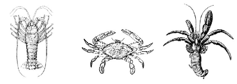 File:Decapoda02.jpg