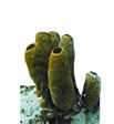 File:FaunaSponge.jpg