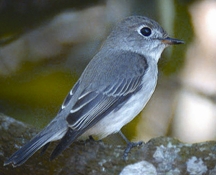 File:FlycatcherAsianBrown.jpg