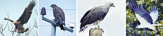 File:Eagle1.jpg