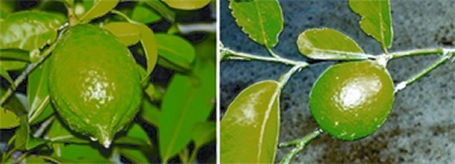 File:Lemon.jpg