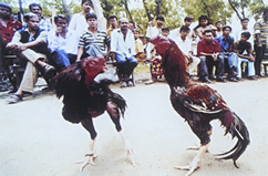 File:FolkGameCockFight.jpg