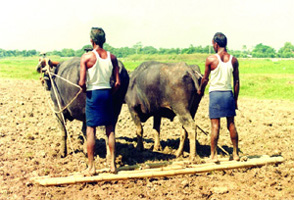 File:Agriculture2.jpg