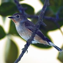 File:FlycatcherTaiga.jpg