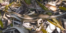 File:LizardEutropisCarinata.jpg