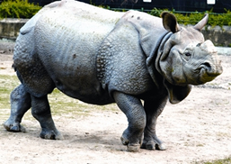 File:RhinocerosUnicornis.jpg