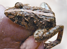 File:FrogToad4.jpg