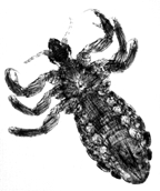 File:Louse(Human).jpg