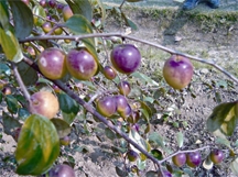 File:Jujube3.jpg