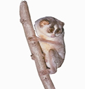 File:LorisSlender.jpg