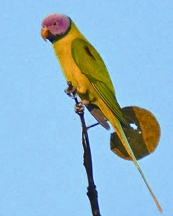 File:ParakeetBlossom-headedParakeet.jpg