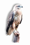 File:Buzzard.jpg