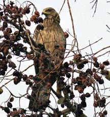 File:FalconCommonKestrel.jpg