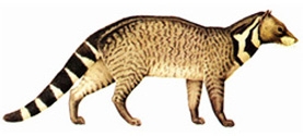 File:MammalCivet.jpg