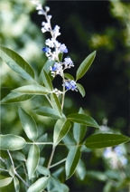 File:MedicinalHerb(NeelNishinda).jpg