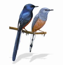 File:Birds.jpg