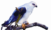 File:Blackwinged Kite.jpg