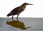 File:PondHeron.jpg