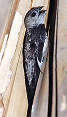 File:Swift.jpg