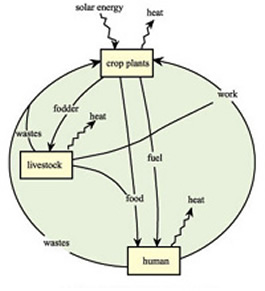 File:Agroecosystem.jpg