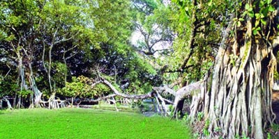 File:BanyanTree.jpg
