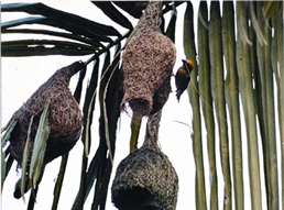 File:BayaWeaverBird.jpg