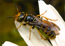 File:BiodiversityTypicalSpecid.jpg