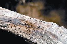 File:WoodPest.jpg