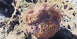 File:Coral4.jpg