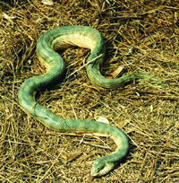 File:SeaSnake2.jpg