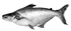 File:ExoticFishThaiPungase.jpg