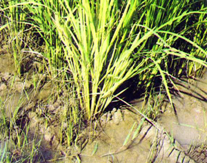 File:FisheriesMonoculture.jpg