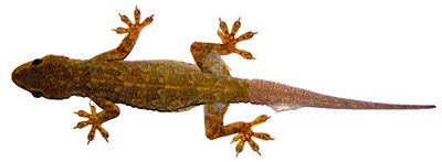 File:LizardHouseReptile.jpg