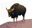 File:WildCow.jpg