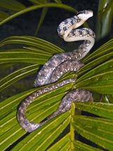 File:BiodiversitySnake.jpg