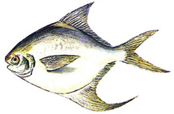 File:Chanda2.jpg